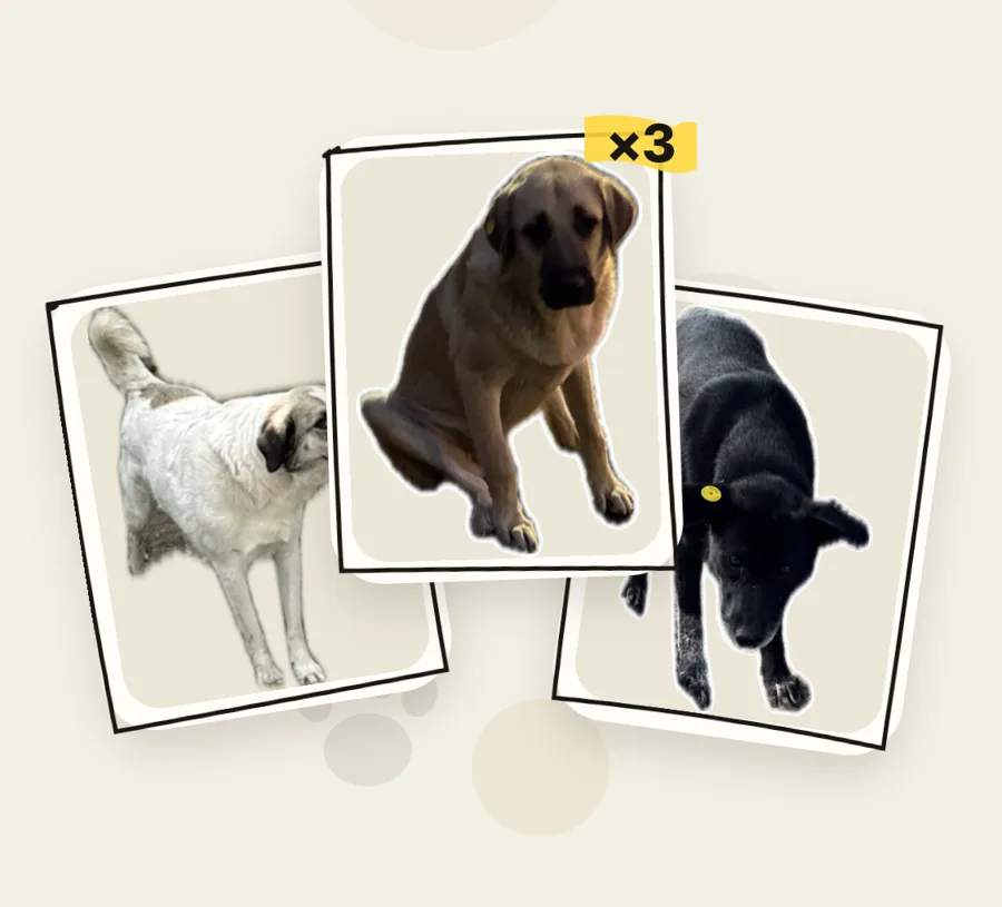 Three caught dogs on cards
